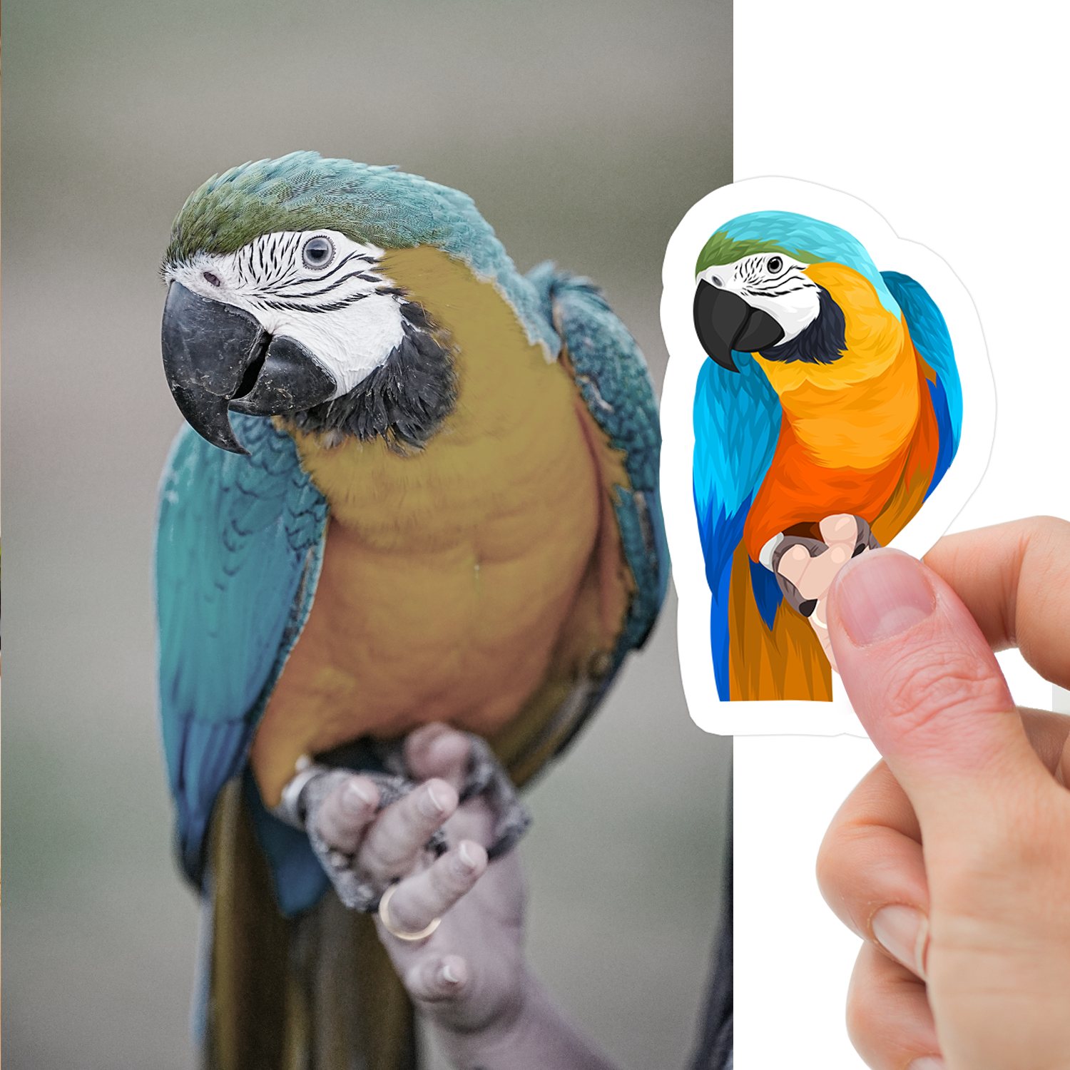 Custom Pet Bird Stickers CTNS0009